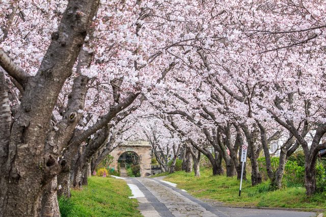 桜の街道　桜のトンネル